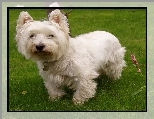 słodki, West Highland White Terrier